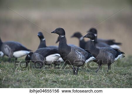 Brant Geese (Branta bernicla) in a meadow, foraging, Texel, North Holland, Netherlands View Large Photo Image Stock Photograph - Brant Geese (Branta bernicla) in a meadow, foraging, Texel, North Holland, Netherlands. Fotosearch