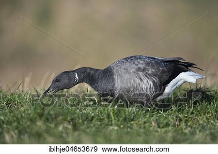 Brant Goose (Branta bernicla) in the grass of a meadow, feeding, Texel, North Holland, Netherlands View Large Photo Image Stock Photo - Brant Goose (Branta bernicla) in the grass of a meadow, feeding, Texel, North Holland, Netherlands. Fotosearch