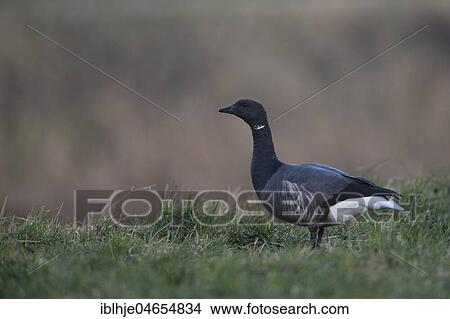 Picture - Brant Goose (Branta bernicla) on meadow, Texel, North Holland, Netherlands. Fotosearch