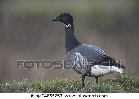 Stock Image - Brant Goose (Branta bernicla) on meadow, Texel, North Holland, Netherlands. Fotosearch