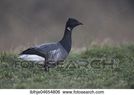 Brant Goose (Branta bernicla) on meadow, Texel, North Holland, Netherlands View Large Photo Image Stock Photograph - Brant Goose (Branta bernicla) on meadow, Texel, North Holland, Netherlands. Fotosearch
