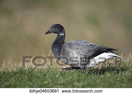 Stock Image - Brant Goose (Branta bernicla) waddles in the grass of a meadow, Texel, North Holland, Netherlands. Fotosearch