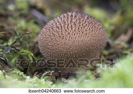 Stock Image - Brauner Staubling (Lycoperdon umbrinum), Emsland, Niedersachsen, Deutschland, Europa. Fotosearch