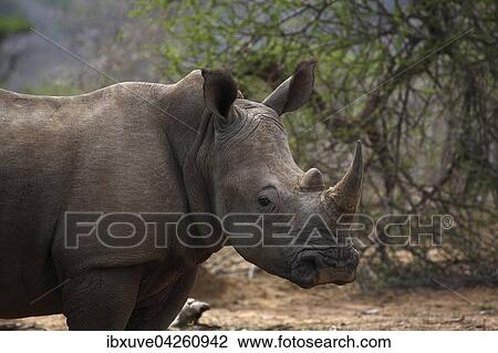 Breitmaulnashorn (Ceratotherium simum), Weisses Nashorn, Portrait, Hluhluwe-iMfolozi-Nationalpark, Provinz KwaZulu-Natal, Republik Sudafrika, Afrika View Large Photo Image Stock Image - Breitmaulnashorn (Ceratotherium simum), Weisses Nashorn, Portrait, Hluhluwe-iMfolozi-Nationalpark, Provinz KwaZulu-Natal, Republik Sudafrika, Afrika. Fotosearch