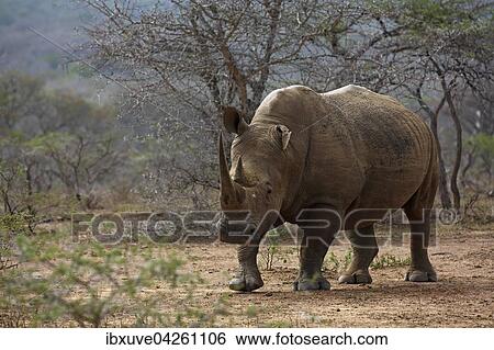 Breitmaulnashorn (Ceratotherium simum), Weisses Nashorn, Hluhluwe-iMfolozi-Nationalpark, Provinz KwaZulu-Natal, Republik Sudafrika, Afrika View Large Photo Image Stock Photograph - Breitmaulnashorn (Ceratotherium simum), Weisses Nashorn, Hluhluwe-iMfolozi-Nationalpark, Provinz KwaZulu-Natal, Republik Sudafrika, Afrika. Fotosearch