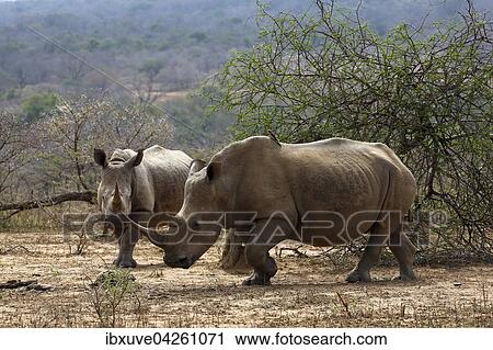 Stock Image - Breitmaulnashorner (Ceratotherium simum), Weisses Nashorn, Hluhluwe-iMfolozi-Nationalpark, Provinz KwaZulu-Natal, Republik Sudafrika, Afrika. Fotosearch