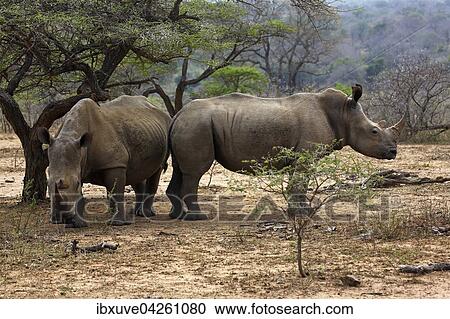 Breitmaulnashorner (Ceratotherium simum), Weisses Nashorn, Hluhluwe-iMfolozi-Nationalpark, Provinz KwaZulu-Natal, Republik Sudafrika, Afrika View Large Photo Image Stock Image - Breitmaulnashorner (Ceratotherium simum), Weisses Nashorn, Hluhluwe-iMfolozi-Nationalpark, Provinz KwaZulu-Natal, Republik Sudafrika, Afrika. Fotosearch