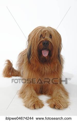 Briard, Berger de Brie, lying View Large Photo Image Picture - Briard, Berger de Brie, lying. Fotosearch