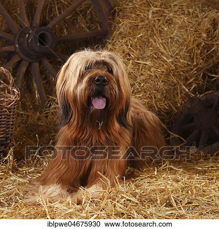 Briard, male, Berger de Brie, lying on straw in a barn View Large Photo Image Stock Image - Briard, male, Berger de Brie, lying on straw in a barn. Fotosearch