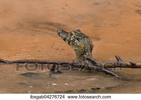 Picture - Brillenkaiman, auch Sudlicher Brillenkaiman (Caiman yacare), Jungtier im Wasser des Rio Cuiaba, Pantanal, Brasilien, Sudamerika. Fotosearch