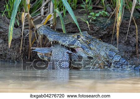 Brillenkaiman, auch Sudlicher Brillenkaiman (Caiman yacare), beim Verschlingen eines Fisches, Rio Cuiaba, Pantanal, Brasilien, Sudamerika View Large Photo Image Stock Image - Brillenkaiman, auch Sudlicher Brillenkaiman (Caiman yacare), beim Verschlingen eines Fisches, Rio Cuiaba, Pantanal, Brasilien, Sudamerika. Fotosearch