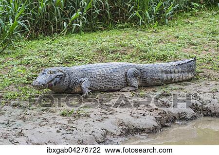 Brillenkaiman, auch Sudlicher Brillenkaiman (Caiman yacare), beim Ausruhen am Ufer des Rio Cuiaba, Pantanal, Brasilien, Sudamerika View Large Photo Image Stock Image - Brillenkaiman, auch Sudlicher Brillenkaiman (Caiman yacare), beim Ausruhen am Ufer des Rio Cuiaba, Pantanal, Brasilien, Sudamerika. Fotosearch