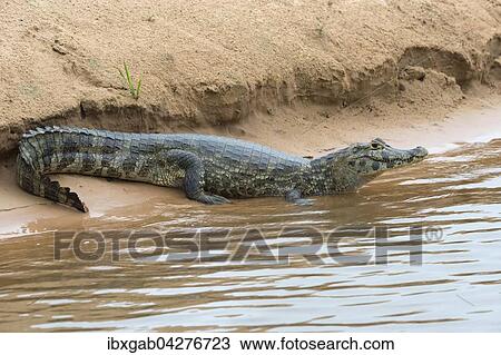 Brillenkaiman, auch Sudlicher Brillenkaiman (Caiman yacare), beim Ausruhen am Ufer des Rio Cuiaba, Pantanal, Brasilien, Sudamerika View Large Photo Image Stock Image - Brillenkaiman, auch Sudlicher Brillenkaiman (Caiman yacare), beim Ausruhen am Ufer des Rio Cuiaba, Pantanal, Brasilien, Sudamerika. Fotosearch