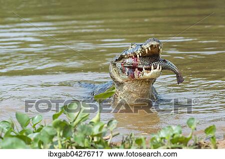 Stock Photo - Brillenkaiman, auch Sudlicher Brillenkaiman (Caiman yacare), beim Verschlingen eines Fisches, Rio Cuiaba, Pantanal, Brasilien, Sudamerika. Fotosearch