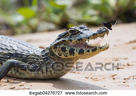Brillenkaiman, auch Sudlicher Brillenkaiman (Caiman yacare), Jungtier, mit einem Schmetterling auf der Nase, Rio Cuiaba, Pantanal, Brasilien, Sudamerika View Large Photo Image Stock Photo - Brillenkaiman, auch Sudlicher Brillenkaiman (Caiman yacare), Jungtier, mit einem Schmetterling auf der Nase, Rio Cuiaba, Pantanal, Brasilien, Sudamerika. Fotosearch