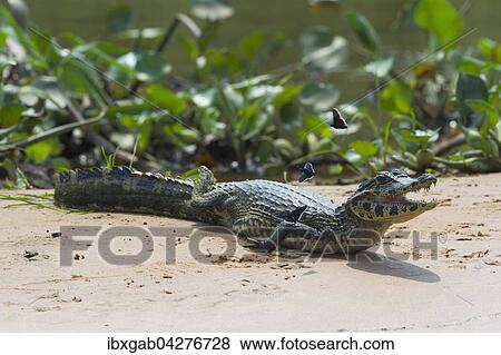 Brillenkaiman, auch Sudlicher Brillenkaiman (Caiman yacare), Jungtier mit flatternden Schmetterlingen auf Sandbank, Rio Cuiaba, Pantanal, Brasilien, Sudamerika View Large Photo Image Stock Photo - Brillenkaiman, auch Sudlicher Brillenkaiman (Caiman yacare), Jungtier mit flatternden Schmetterlingen auf Sandbank, Rio Cuiaba, Pantanal, Brasilien, Sudamerika. Fotosearch