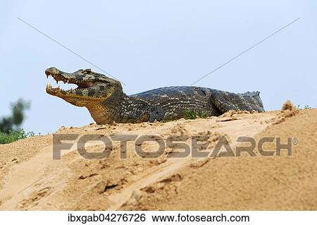 Brillenkaiman, auch Sudlicher Brillenkaiman (Caiman yacare), auf einer Sandbank, Rio Cuiaba, Pantanal, Brasilien, Sudamerika View Large Photo Image Stock Photograph - Brillenkaiman, auch Sudlicher Brillenkaiman (Caiman yacare), auf einer Sandbank, Rio Cuiaba, Pantanal, Brasilien, Sudamerika. Fotosearch