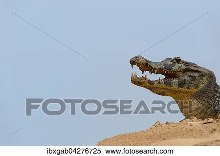 Stock Photography - Brillenkaiman, auch Sudlicher Brillenkaiman (Caiman yacare), auf einer Sandbank, Rio Cuiaba, Pantanal, Brasilien, Sudamerika. Fotosearch