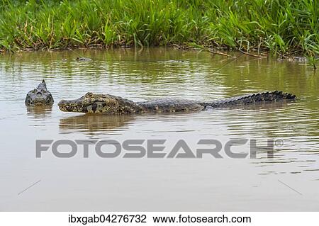 Stock Image - Brillenkaimane, auch Sudliche Brillenkaimane (Caiman yacare), im Wasser, Rio Cuiaba, Pantanal, Brasilien, Sudamerika. Fotosearch