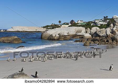 Brillenpinguine (Spheniscus demersus) am Strand, Boulder Beach, Westkap, Simon's Town, Sudafrika View Large Photo Image Picture - Brillenpinguine (Spheniscus demersus) am Strand, Boulder Beach, Westkap, Simon's Town, Sudafrika. Fotosearch