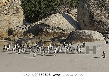 Brillenpinguine (Spheniscus demersus) vor Felsen am Strand, Boulder Beach, Westkap, Simon's Town, Sudafrika View Large Photo Image Stock Image - Brillenpinguine (Spheniscus demersus) vor Felsen am Strand, Boulder Beach, Westkap, Simon's Town, Sudafrika. Fotosearch