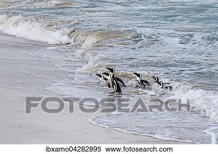 Brillenpinguine (Spheniscus demersus), in den Wellen im Meer, Meereswellen am Strand, Boulder Beach, Simon's Town, Westkap, Sudafrika View Large Photo Image Stock Photography - Brillenpinguine (Spheniscus demersus), in den Wellen im Meer, Meereswellen am Strand, Boulder Beach, Simon's Town, Westkap, Sudafrika. Fotosearch