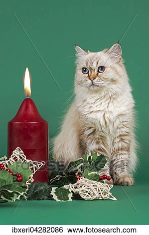 Britisch Kurzhaar Katze blickt verzuckt in brennende Weihnachtskerze View Large Photo Image Stock Photograph - Britisch Kurzhaar Katze blickt verzuckt in brennende Weihnachtskerze. Fotosearch
