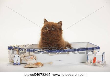 British longhair, kitten, 9 weeks, chocolate, sitting in fishing boat, summery decorated View Large Photo Image Stock Photography - British longhair, kitten, 9 weeks, chocolate, sitting in fishing boat, summery decorated. Fotosearch