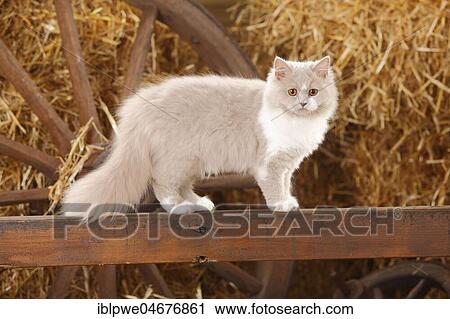 British longhair, lilac-white, 5 months, stands on wooden beams, straw in the back View Large Photo Image Stock Image - British longhair, lilac-white, 5 months, stands on wooden beams, straw in the back. Fotosearch