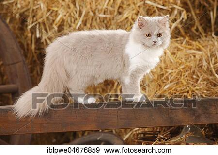 Stock Photo - British longhair, lilac-white, 5 months, stands on wooden beams, straw in the back. Fotosearch