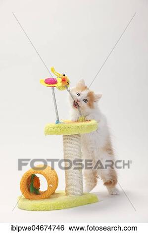 British longhair or highlander, kitten, 8 weeks, red-white, with toys, cat tree, white background View Large Photo Image Stock Photograph - British longhair or highlander, kitten, 8 weeks, red-white, with toys, cat tree, white background. Fotosearch