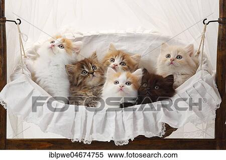 British longhair or highlander, six kittens, 8 weeks, lying in basket View Large Photo Image Stock Photography - British longhair or highlander, six kittens, 8 weeks, lying in basket. Fotosearch