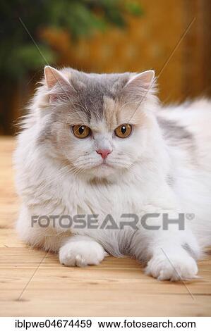 Stock Photo - British Longhair or Highlander, blue-cream-white, animal portrait, lying. Fotosearch