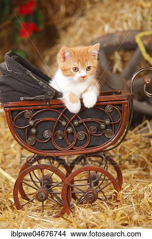 Picture - British Shorthair cat, kitten, 10 weeks, red-white, in doll pram, autumnal. Fotosearch