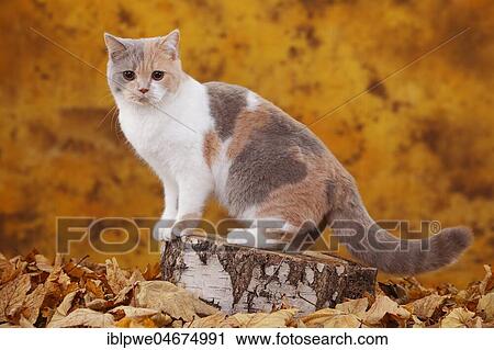Stock Image - British shorthair cat, lilac-tortie-white, sits on tree trunk in autumn leaves, autumnal. Fotosearch