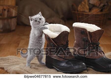 British Shorthair, kitten, blue, 8 weeks, standing at winter boots View Large Photo Image Stock Photography - British Shorthair, kitten, blue, 8 weeks, standing at winter boots. Fotosearch