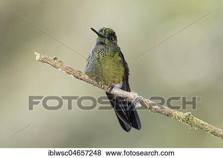 Broad-billed Hummingbird (Cynanthus latirostris) sits on a branch, Nanegal Mountain Rainforest, Ecuador, South America View Large Photo Image Stock Photo - Broad-billed Hummingbird (Cynanthus latirostris) sits on a branch, Nanegal Mountain Rainforest, Ecuador, South America. Fotosearch