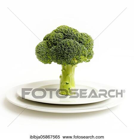 Broccoli in a plate on a white background, studio shot, France, Europe View Large Photo Image Stock Photography - Broccoli in a plate on a white background, studio shot, France, Europe. Fotosearch