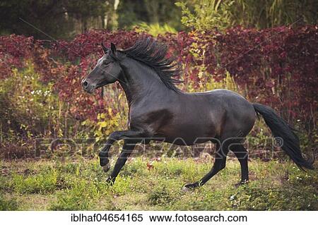 Stock Photography - Brown Andalusian (Equus) stallion gallops across meadow, France, Europe. Fotosearch