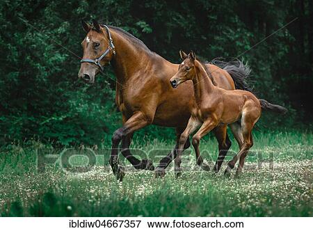 Brown foal galloping next to mother mare in a meadow, Germany, Europe View Large Photo Image Stock Photo - Brown foal galloping next to mother mare in a meadow, Germany, Europe. Fotosearch
