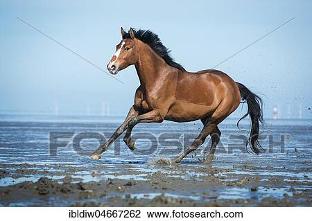 Brown horse, warmblood with blaze galloping in the mud flats on the beach, Wangerland, Lower Saxony, Germany, Europe View Large Photo Image Stock Image - Brown horse, warmblood with blaze galloping in the mud flats on the beach, Wangerland, Lower Saxony, Germany, Europe. Fotosearch