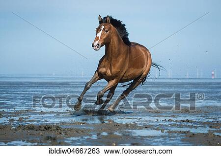Brown horse, warmblood with blaze galloping in the mud flats on the beach, Wangerland, Lower Saxony, Germany, Europe View Large Photo Image Stock Image - Brown horse, warmblood with blaze galloping in the mud flats on the beach, Wangerland, Lower Saxony, Germany, Europe. Fotosearch