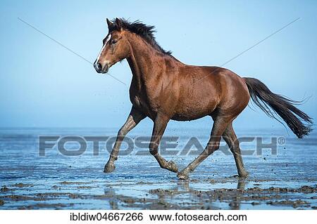 Brown horse, warmblood with blaze galloping in the mud flats on the beach, Wangerland, Lower Saxony, Germany, Europe View Large Photo Image Stock Photograph - Brown horse, warmblood with blaze galloping in the mud flats on the beach, Wangerland, Lower Saxony, Germany, Europe. Fotosearch