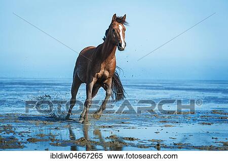 Brown horse, warmblood with blaze galloping in the mud flats on the beach, Wangerland, Lower Saxony, Germany, Europe View Large Photo Image Stock Photography - Brown horse, warmblood with blaze galloping in the mud flats on the beach, Wangerland, Lower Saxony, Germany, Europe. Fotosearch