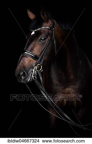 Brown horse with bridle, curb, animal portrait on black background, studio shot View Large Photo Image Picture - Brown horse with bridle, curb, animal portrait on black background, studio shot. Fotosearch