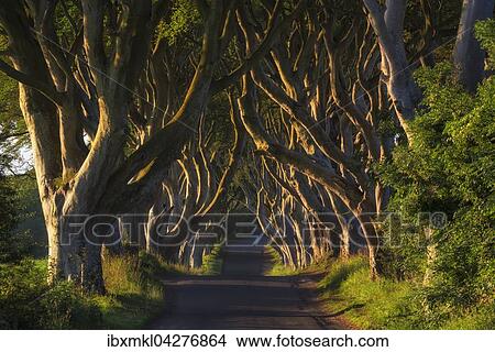 Buchenallee, The Dark Hedges, Ballymoney, County Antrim, Nordirland, Grossbritannien, Europa View Large Photo Image Picture - Buchenallee, The Dark Hedges, Ballymoney, County Antrim, Nordirland, Grossbritannien, Europa. Fotosearch