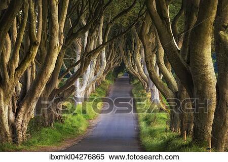 Stock Photography - Buchenallee, The Dark Hedges, Ballymoney, County Antrim, Nordirland, Grossbritannien, Europa. Fotosearch
