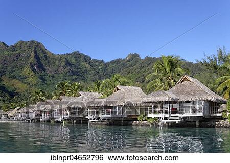 Bungalows by the sea with palm trees in front of green hills, Luxury Hotel, Interconti Resort, Moorea, Society Islands, Leeward Islands, Pacific Ocean, French Polynesia, Oceania View Large Photo Image Stock Photograph - Bungalows by the sea with palm trees in front of green hills, Luxury Hotel, Interconti Resort, Moorea, Society Islands, Leeward Islands, Pacific Ocean, French Polynesia, Oceania. Fotosearch
