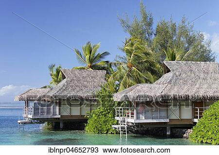 Bungalows by the sea with palm trees, luxury hotel, Interconti Resort, Moorea, society islands, Leeward Islands, Pacific Ocean, French Polynesia, Oceania View Large Photo Image Stock Image - Bungalows by the sea with palm trees, luxury hotel, Interconti Resort, Moorea, society islands, Leeward Islands, Pacific Ocean, French Polynesia, Oceania. Fotosearch