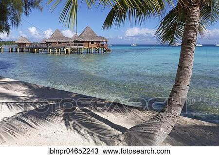 Bungalows, water bungalows on the beach with palm trees, Hotel KiaOra Resort & Spa, Rangiroa, Society Islands, Windward Islands, French Polynesia, Oceania View Large Photo Image Stock Image - Bungalows, water bungalows on the beach with palm trees, Hotel KiaOra Resort & Spa, Rangiroa, Society Islands, Windward Islands, French Polynesia, Oceania. Fotosearch